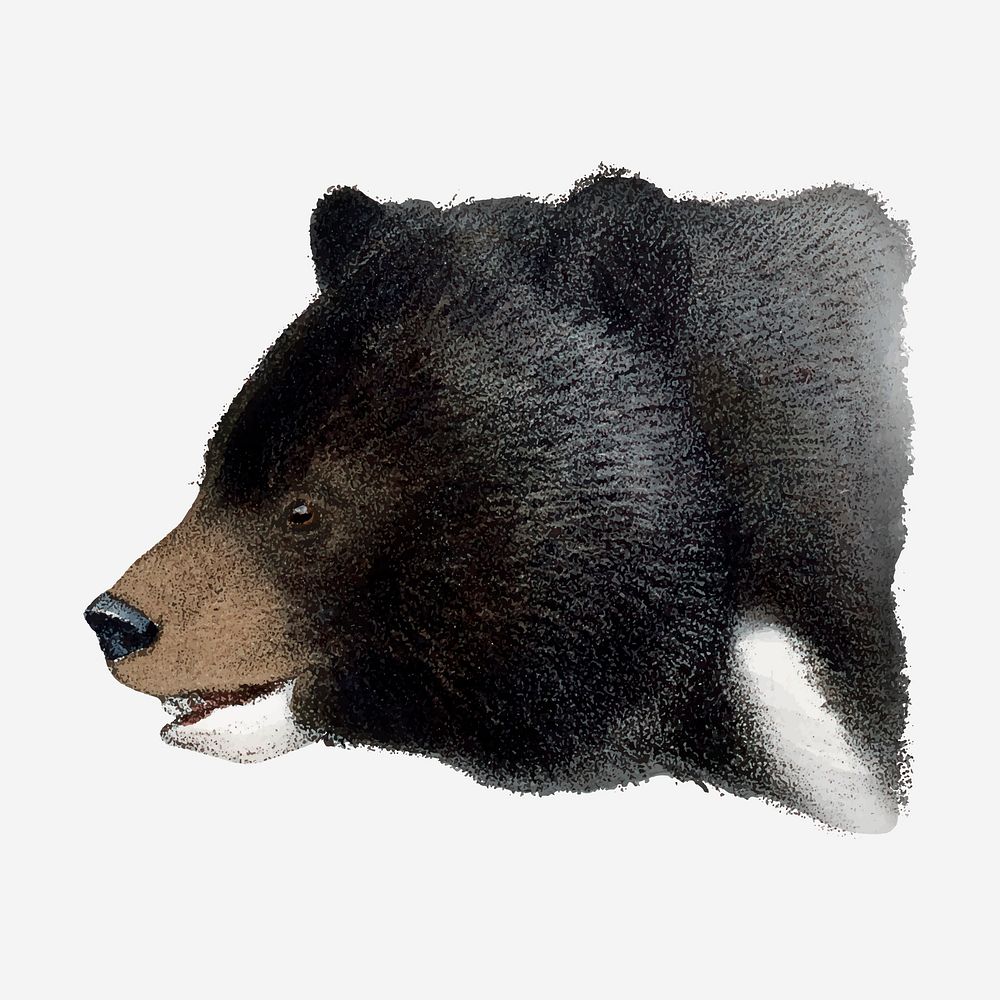 Black bear clipart, vintage animal drawing vector