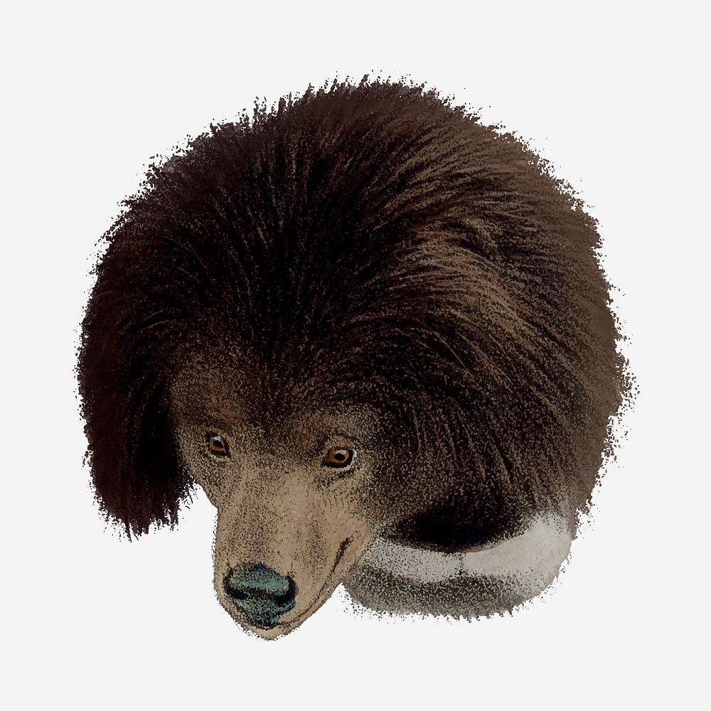 Sloth bear clipart, vintage animal drawing vector