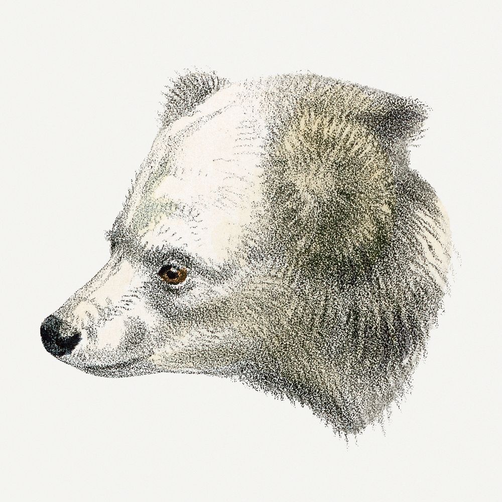 White bear clipart, vintage animal drawing