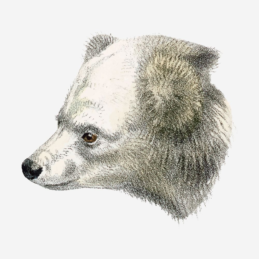White bear collage element, vintage wildlife illustration vector