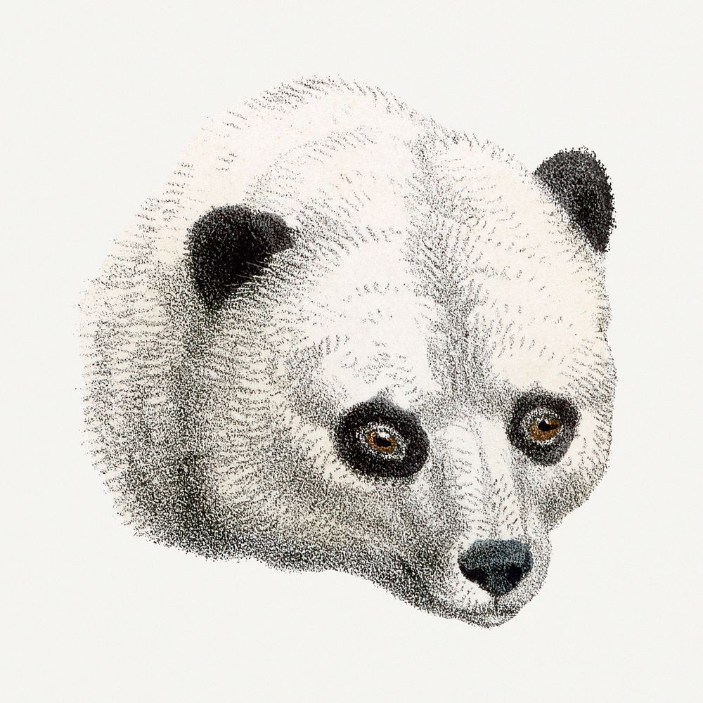 Panda clipart, vintage animal drawing