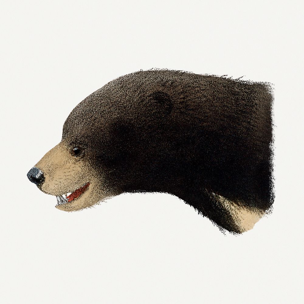 Bear clipart, vintage animal drawing