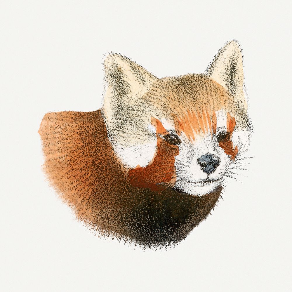 Vintage red panda illustration, wildlife & animal drawing