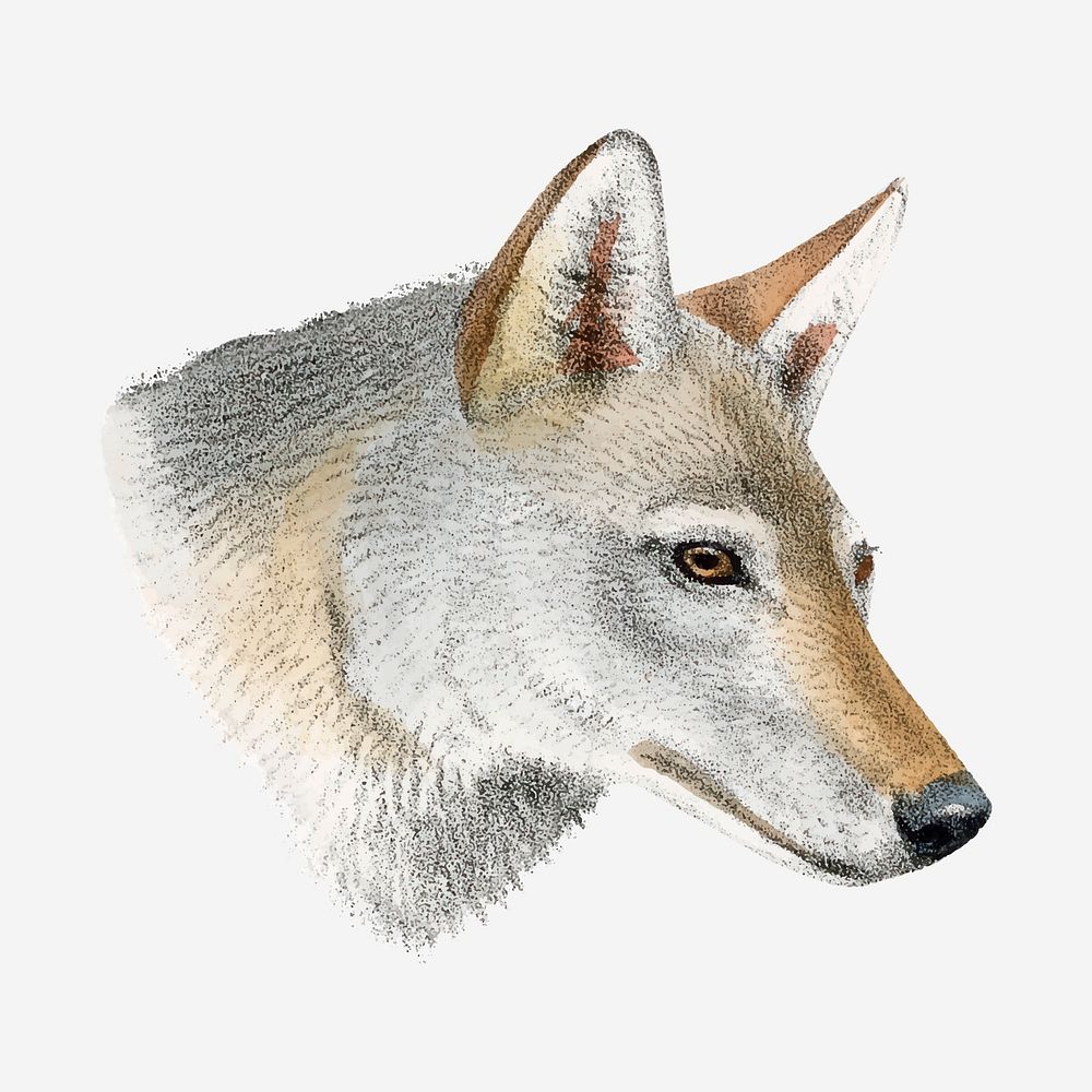 Himalayan wolf clipart, vintage animal drawing vector