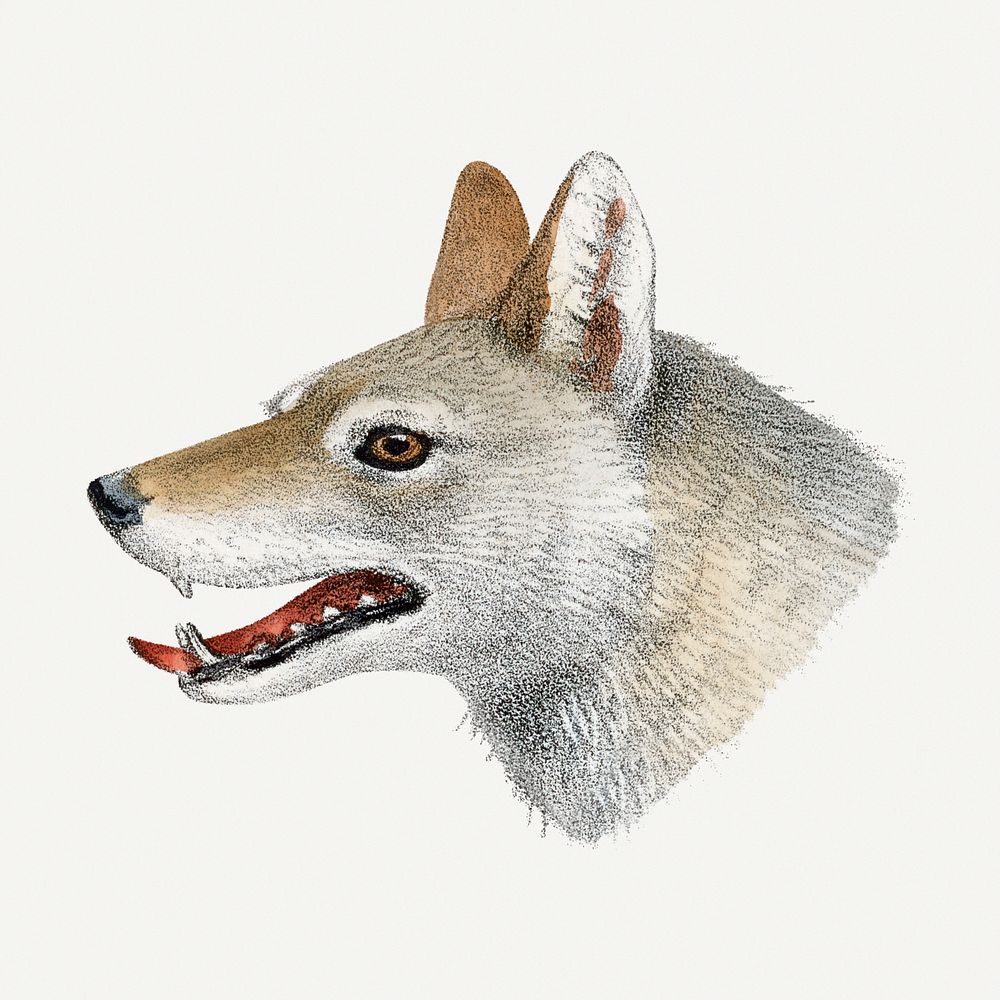Wolf clipart, vintage animal drawing