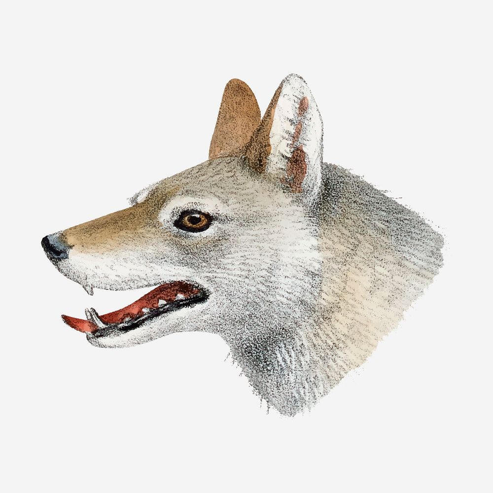 Wolf clipart, vintage animal drawing vector
