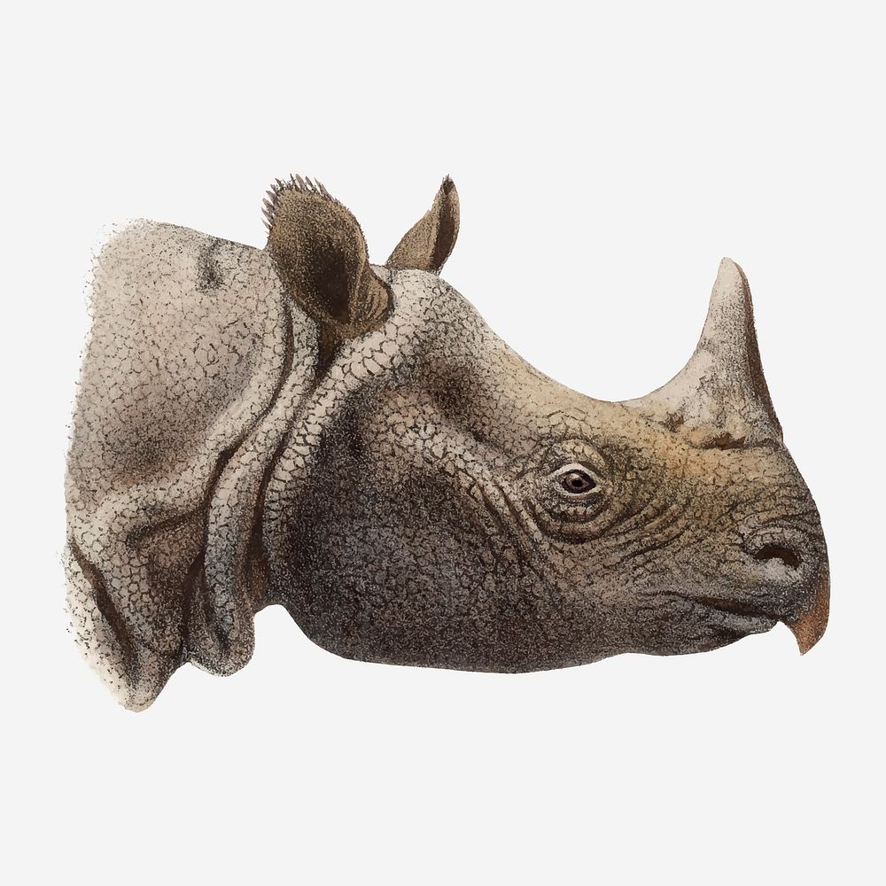 Vintage rhino illustration, wildlife & animal drawing vector