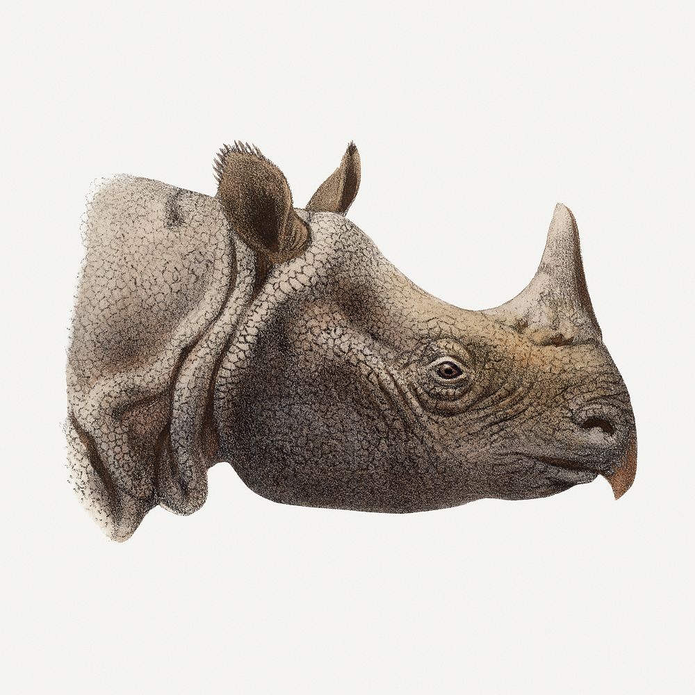 Vintage rhino illustration, wildlife & animal drawing