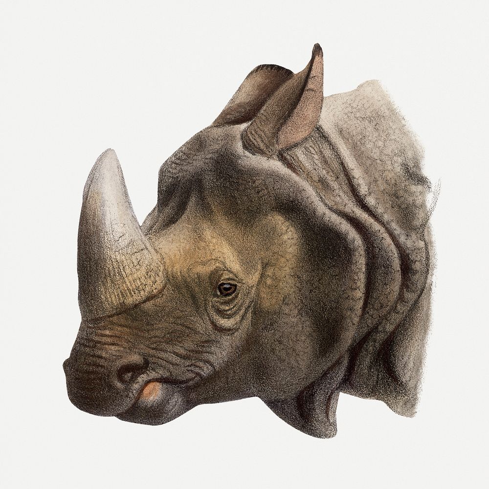 Rhino collage element, vintage wildlife illustration psd