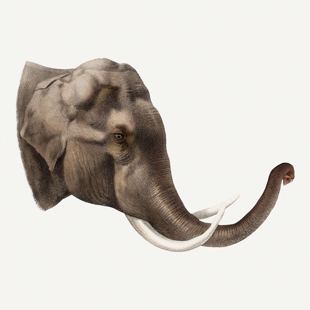 Elephant illustration, vintage wildlife & animal drawing