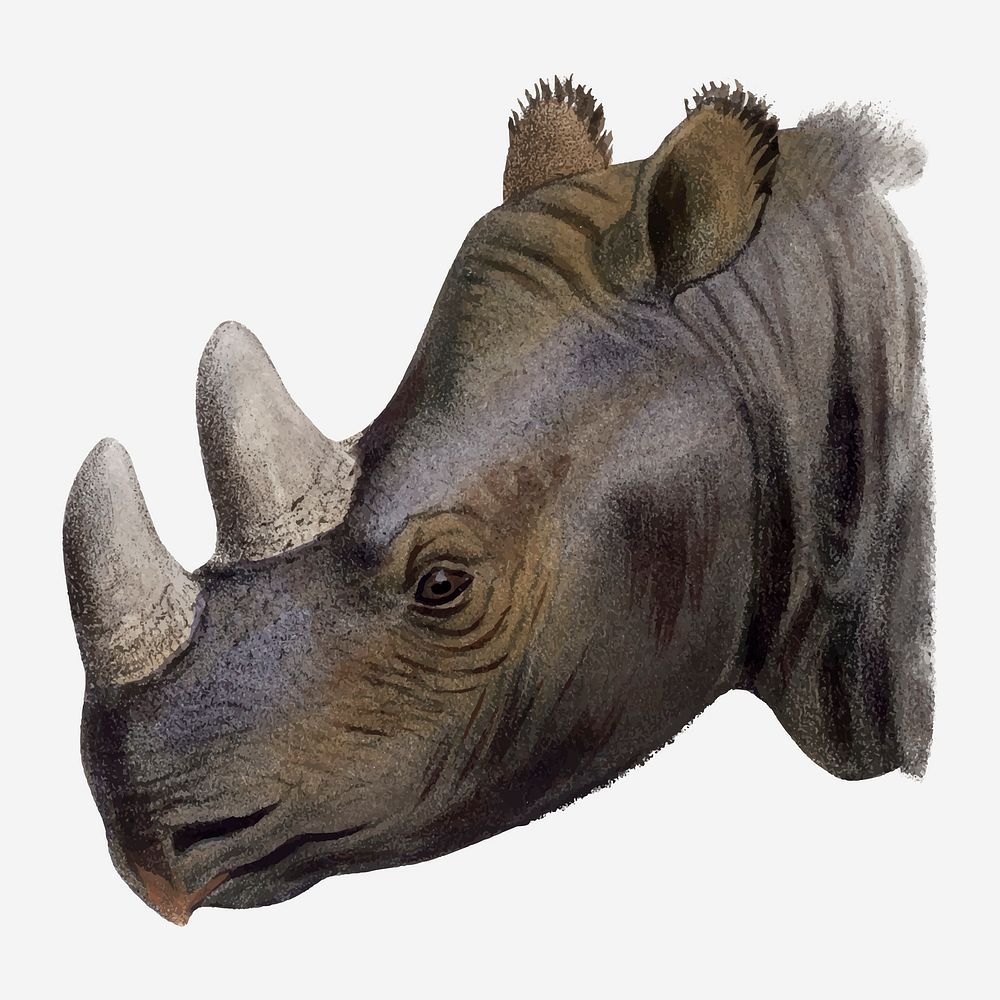 Rhino collage element, vintage wildlife illustration vector