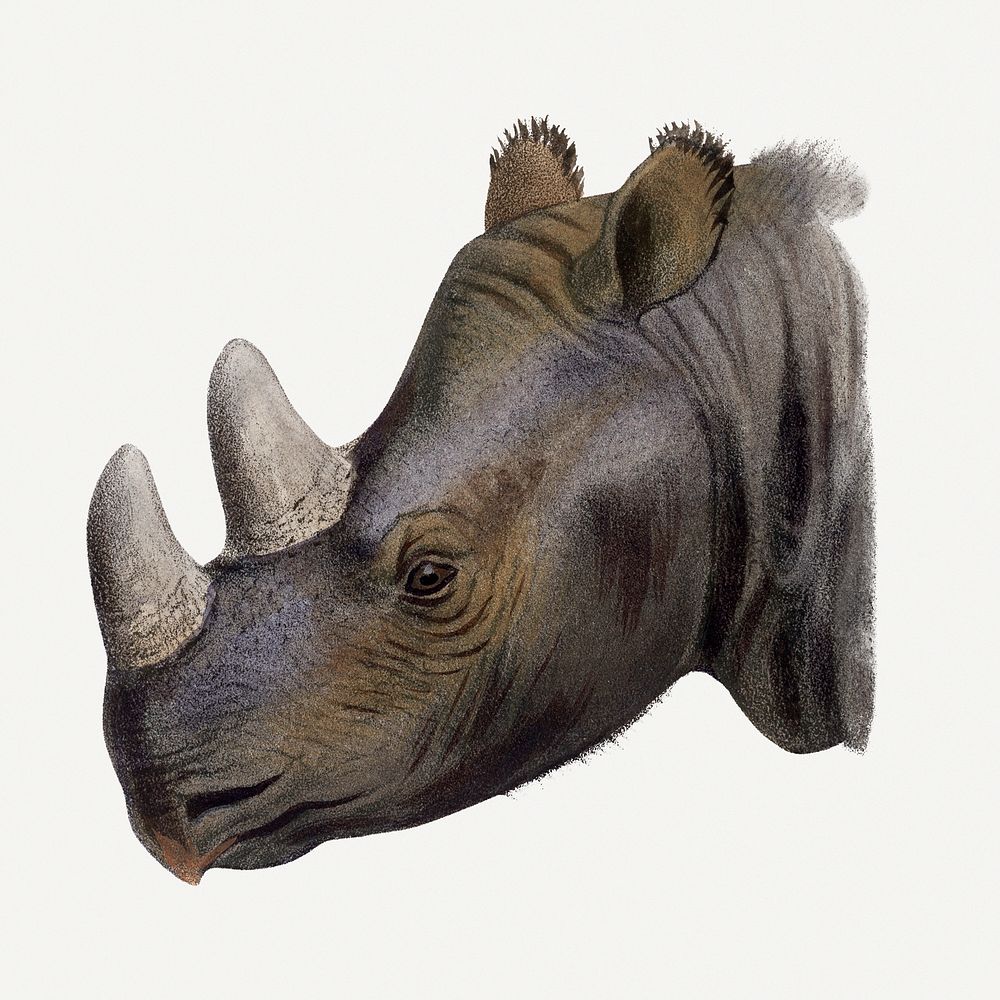 Rhino clipart, vintage animal drawing