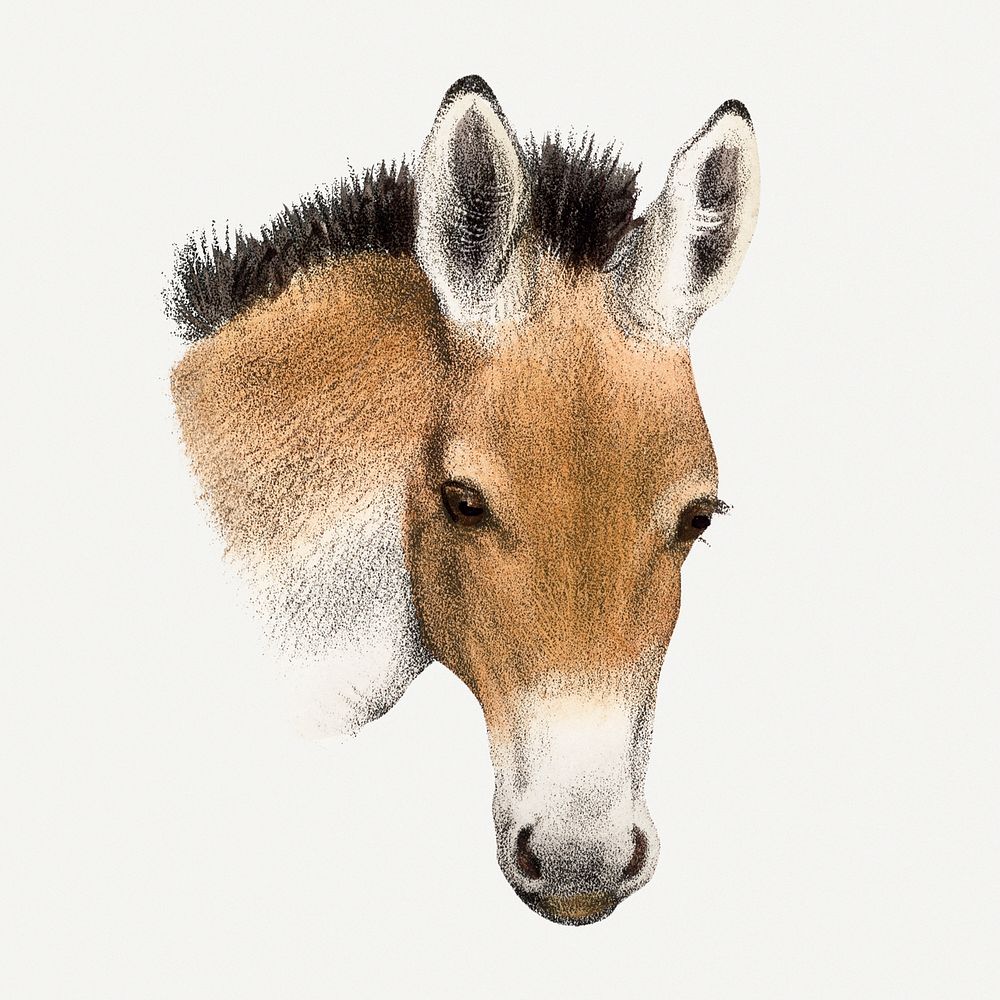 Przewalksi horse illustration, vintage animal drawing