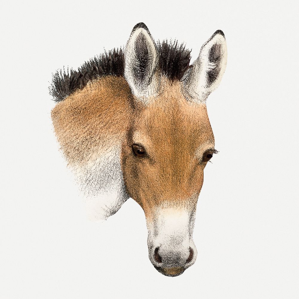 Przewalksi horse collage element, vintage wildlife illustration psd