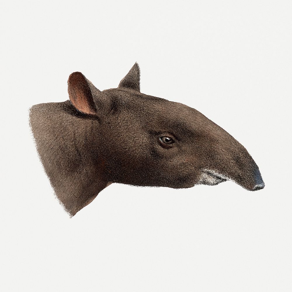 Mountain tapir collage element, vintage wildlife illustration psd