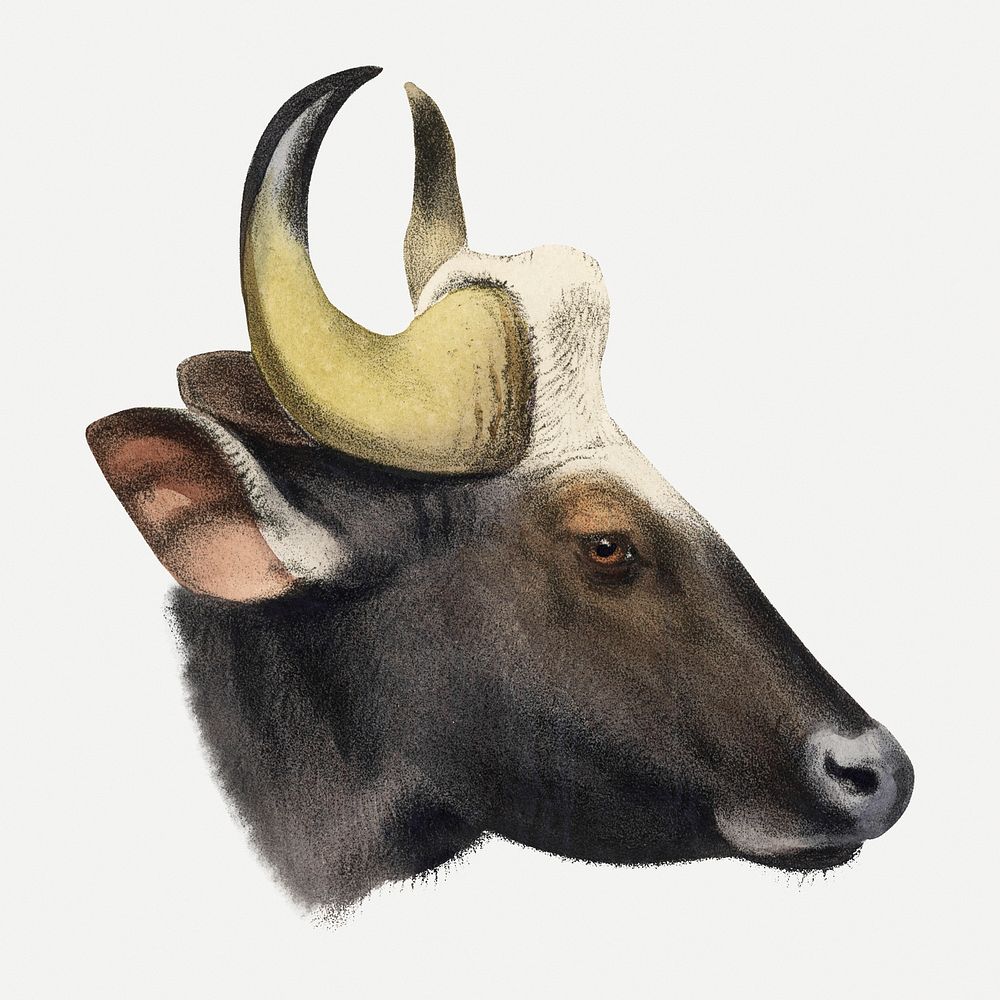 Vintage gaur illustration, wildlife & animal drawing psd