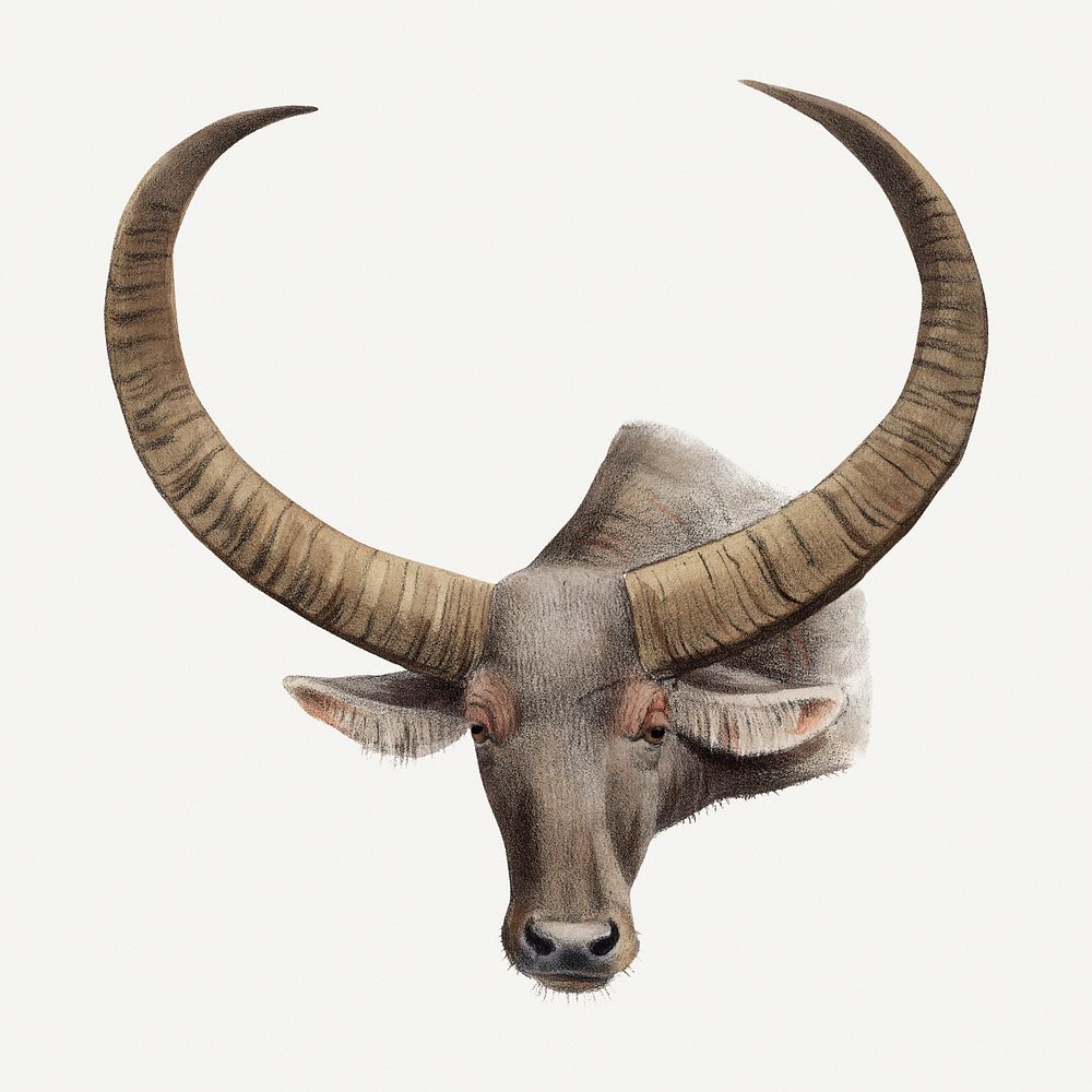 Buffalo illustration, vintage animal graphic