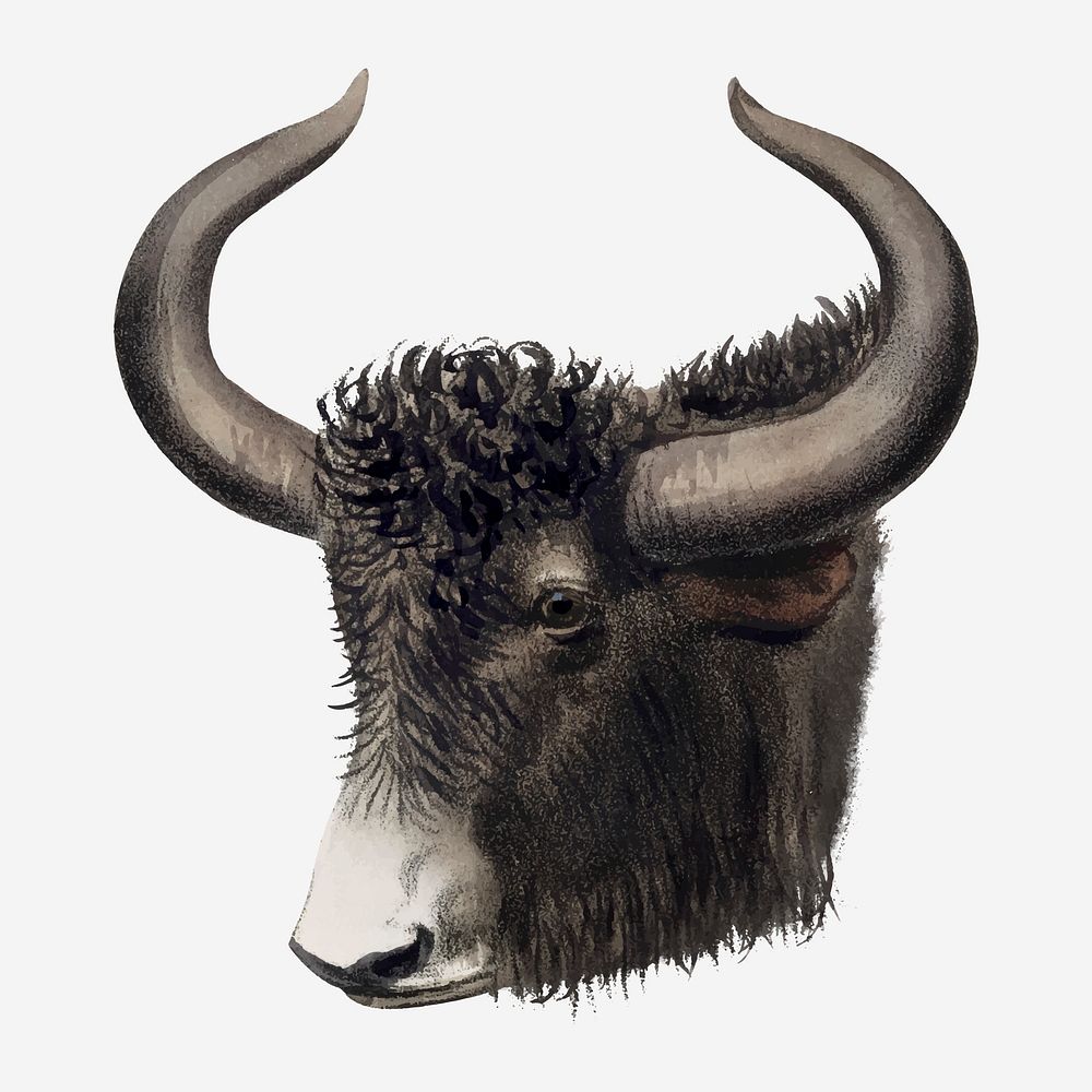 Vintage yak illustration, wildlife & animal drawing vector
