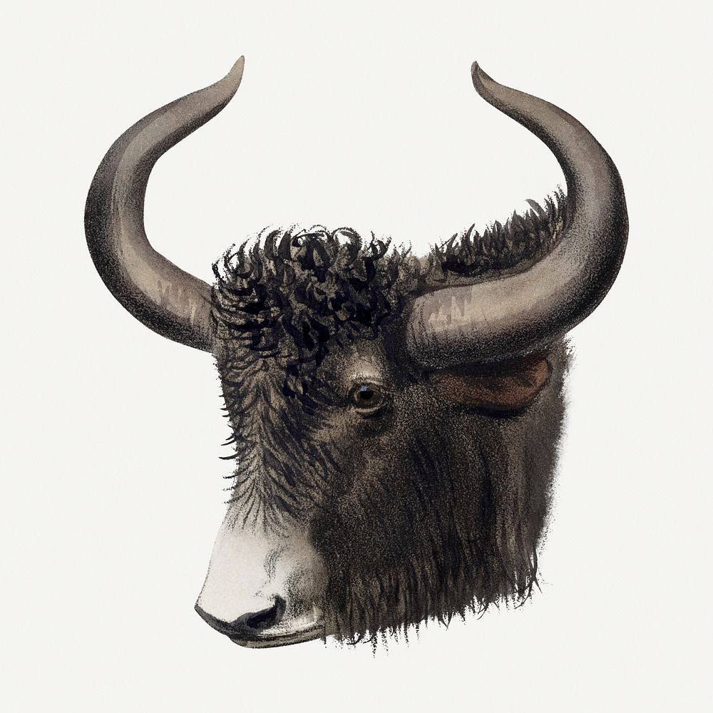 Vintage yak illustration, wildlife & animal drawing