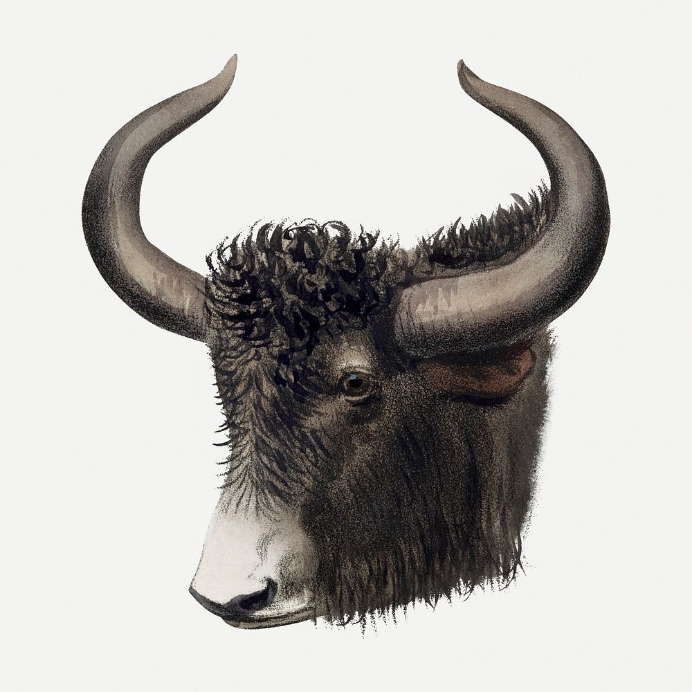 Vintage yak illustration, wildlife & animal drawing psd