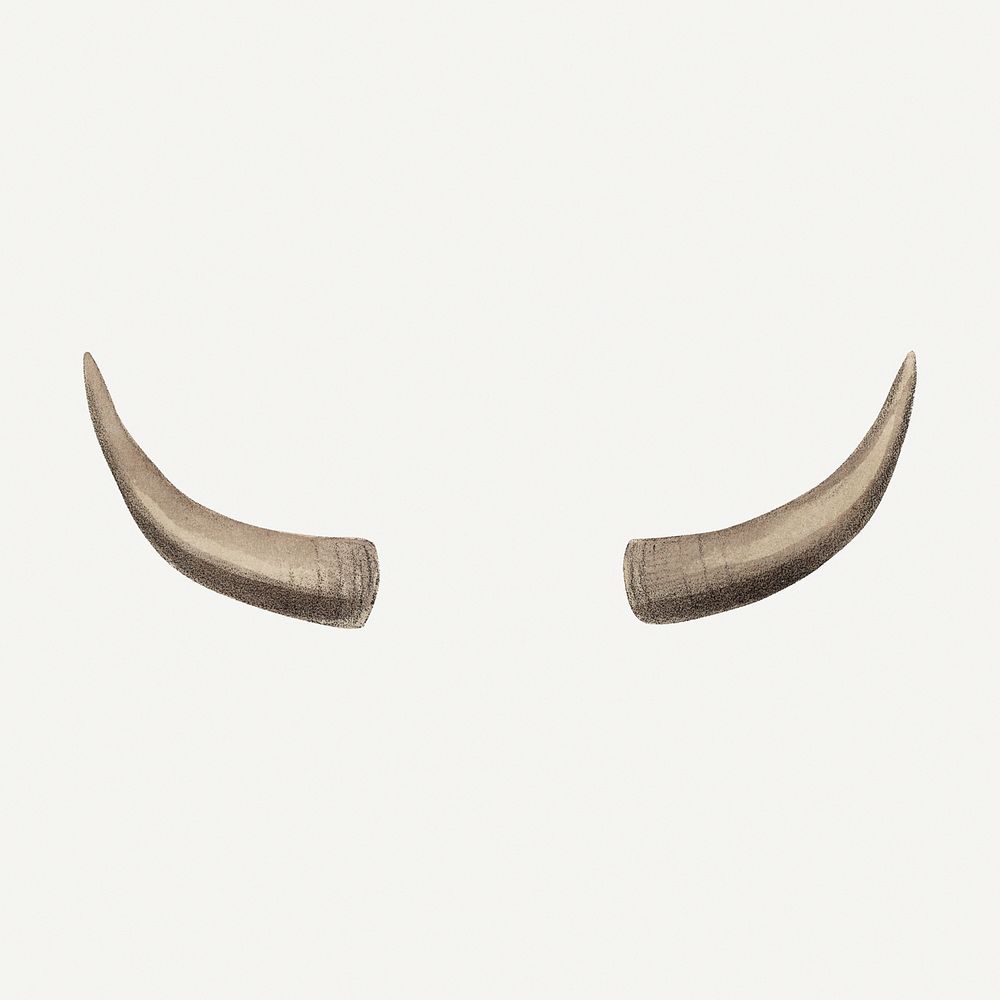 Vintage gayal horns illustration, wildlife & animal drawing