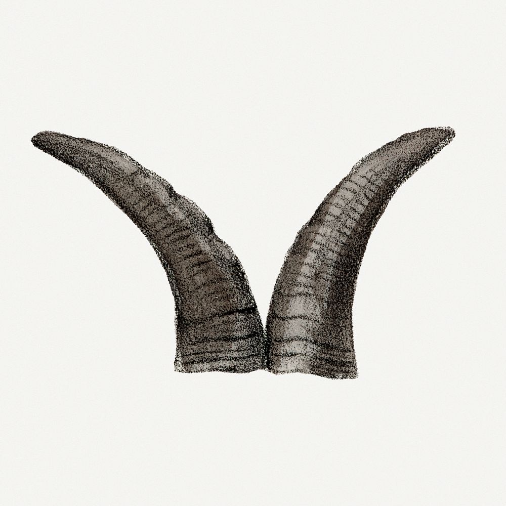 Vintage bharal horns illustration, wildlife & animal drawing