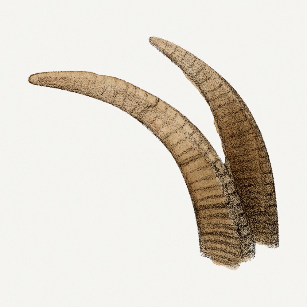 Vintage sheep horns illustration, wildlife & animal drawing