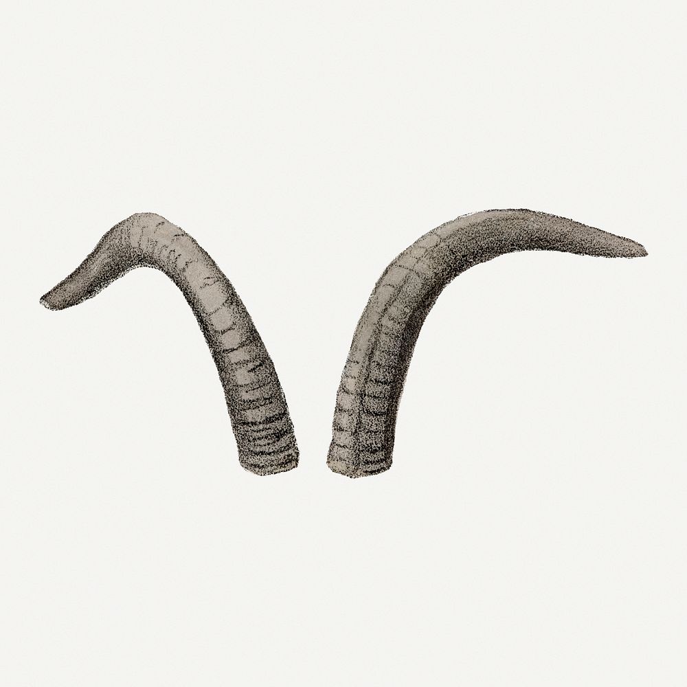 Vintage argali horns illustration, wildlife & animal drawing