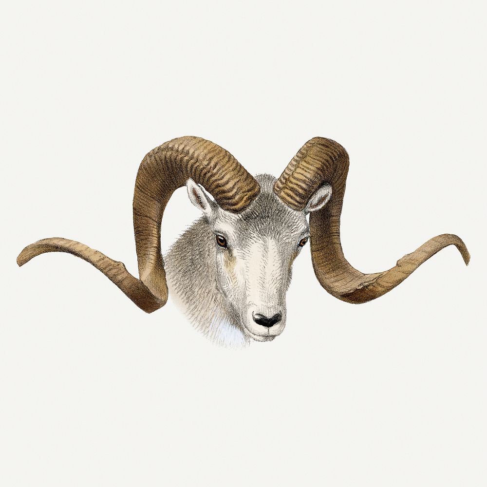 Vintage sheep illustration, wildlife & animal drawing