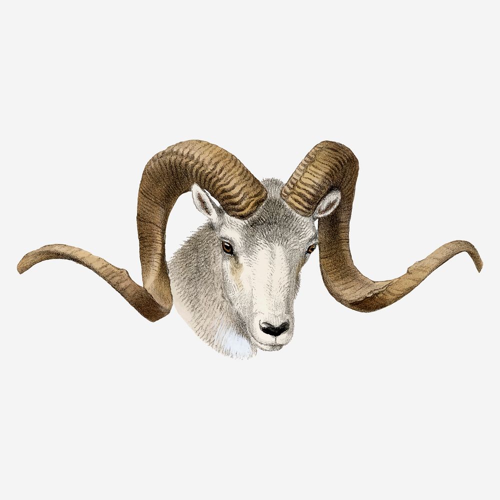 Sheep collage element, vintage wildlife illustration vector