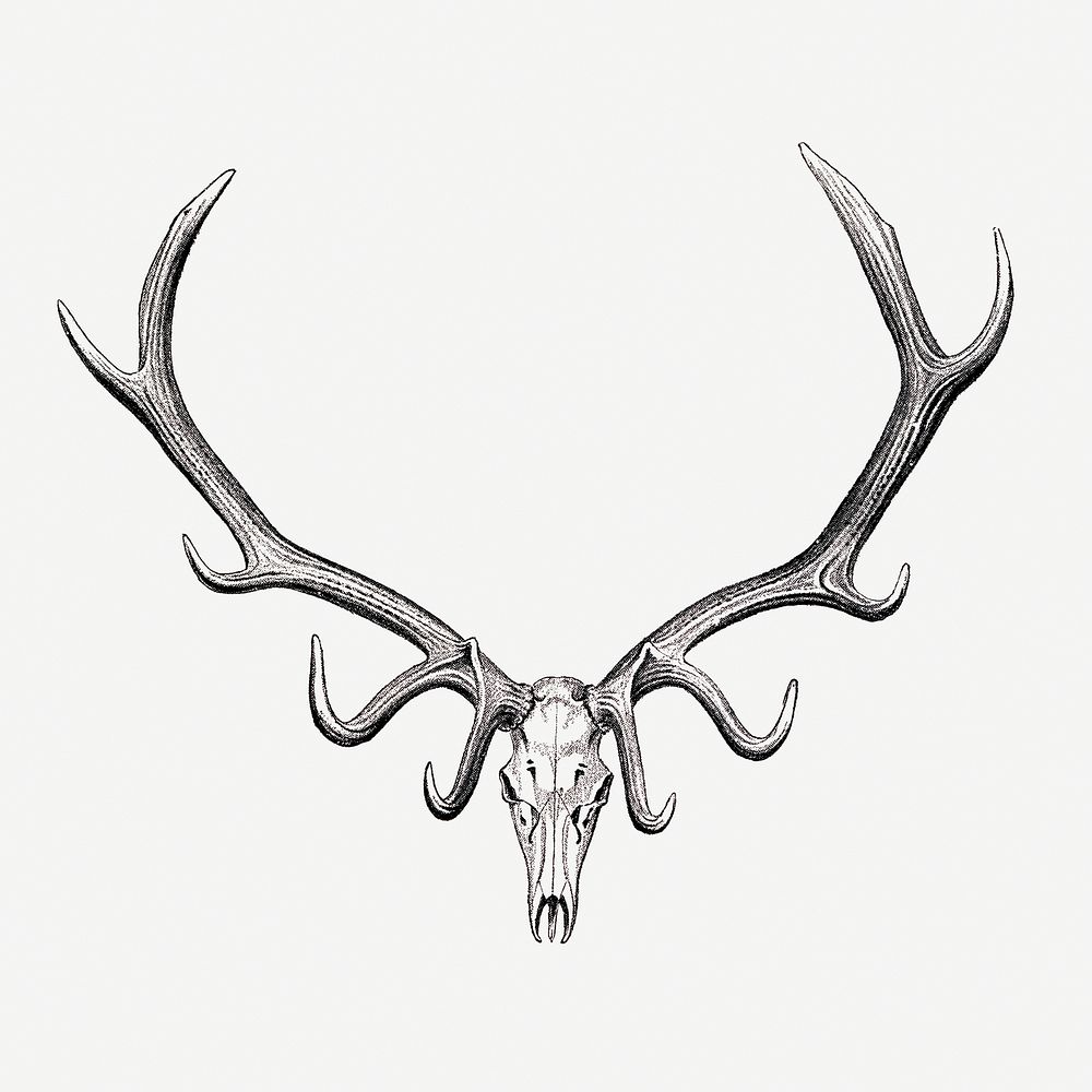 Elk skull drawing, wildlife print. | Free Photo Illustration - rawpixel