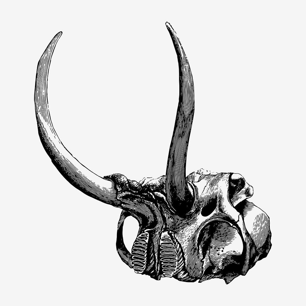 Vintage elephant skull drawing clipart, safari animal illustration vector