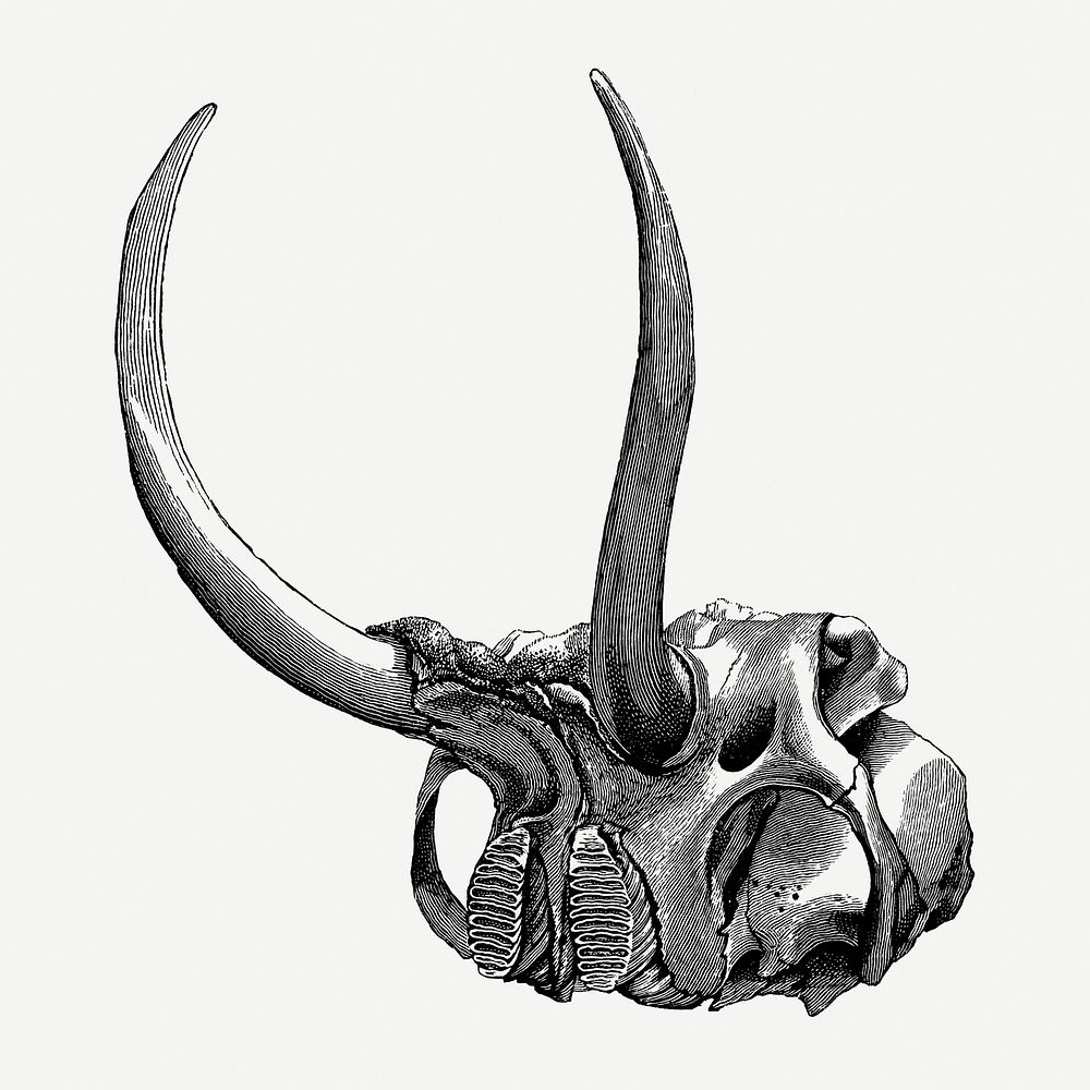 Vintage elephant skull drawing clipart, safari animal illustration psd