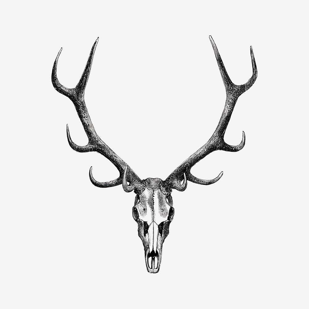 Stag skull drawing, wildlife print. Digitally enhanced from our own 1900 edition of The Great and Small Game of India, Burma…