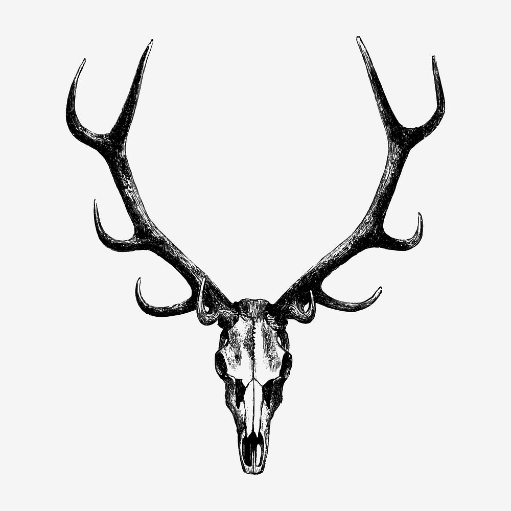 Vintage Stag Skull Drawing Clipart, 