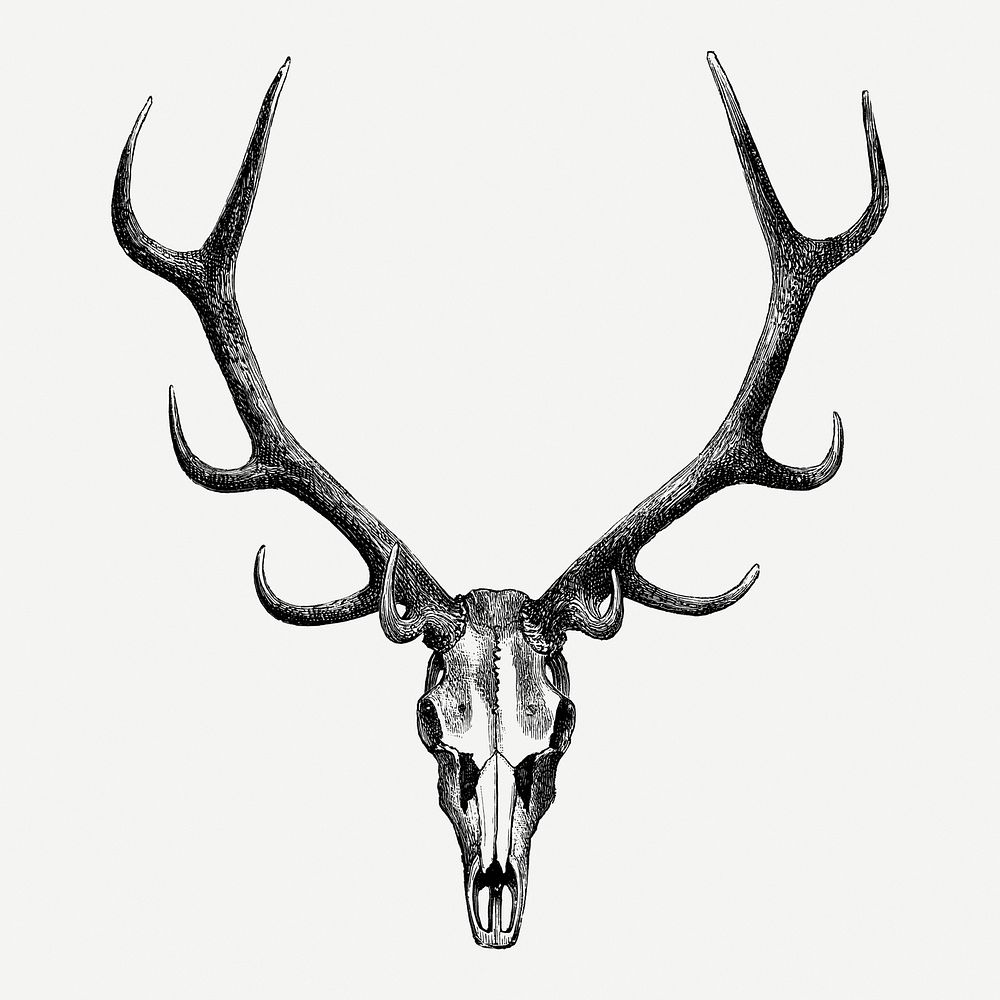 Vintage stag skull drawing clipart, safari animal illustration psd