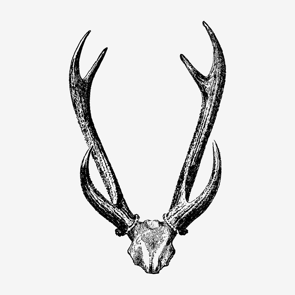 Vintage deer skull drawing clipart, safari animal illustration vector