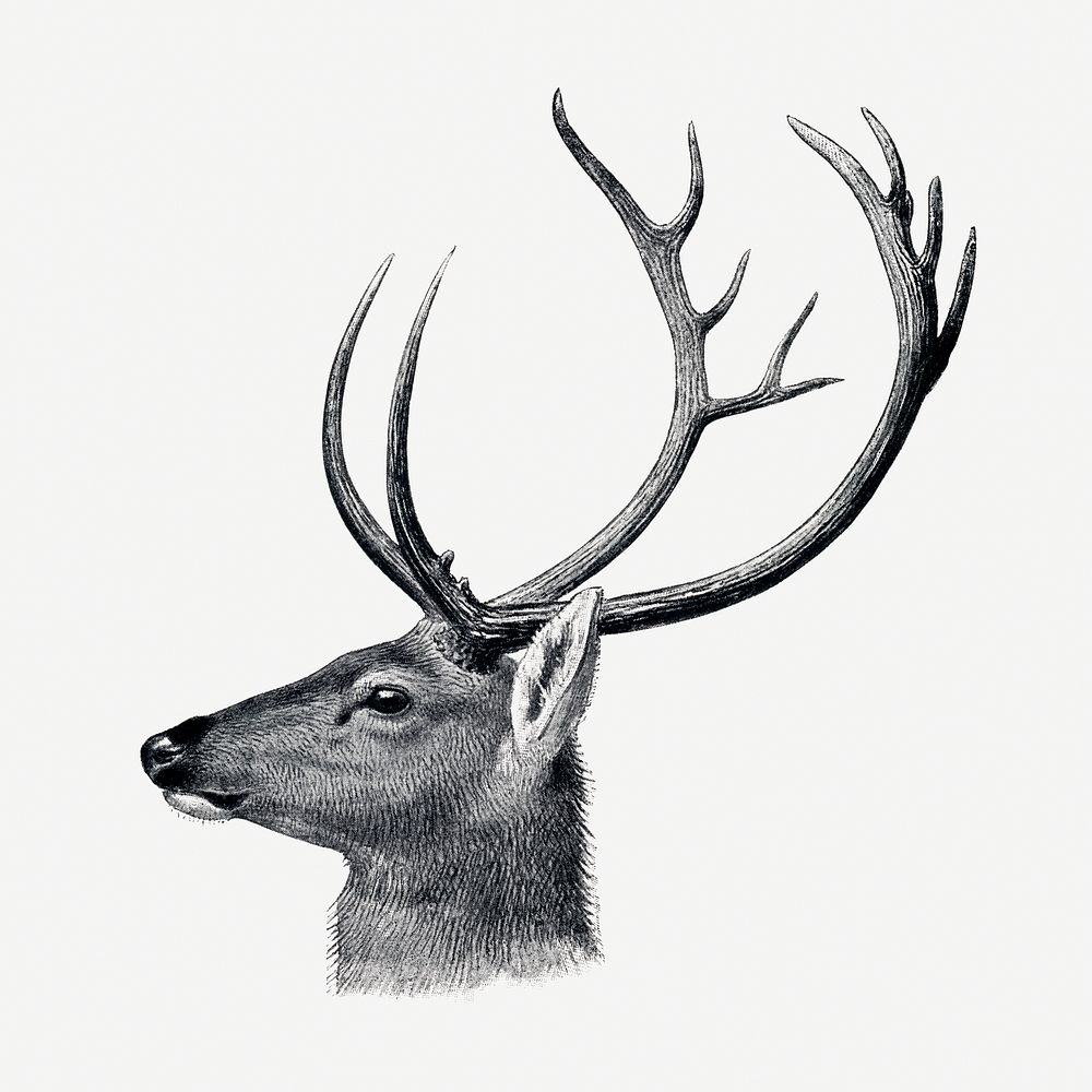 Vintage deer illustration, animal drawing. Free Photo Illustration