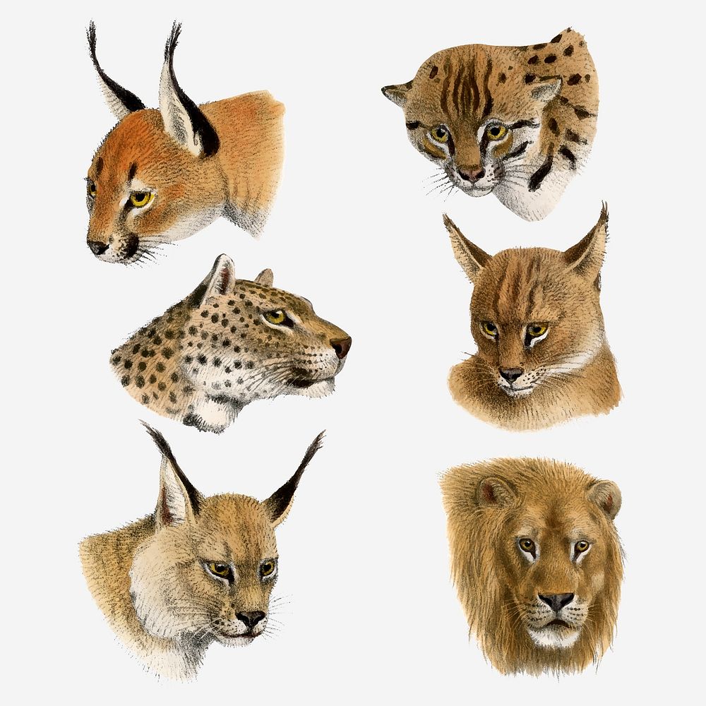 Safari animal clipart, vintage hand drawn illustration vector set  