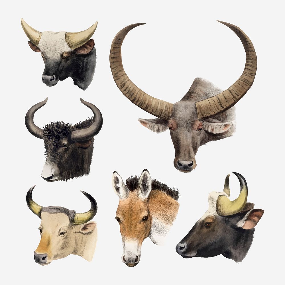 Animal drawing collage element, vintage illustration vector set  