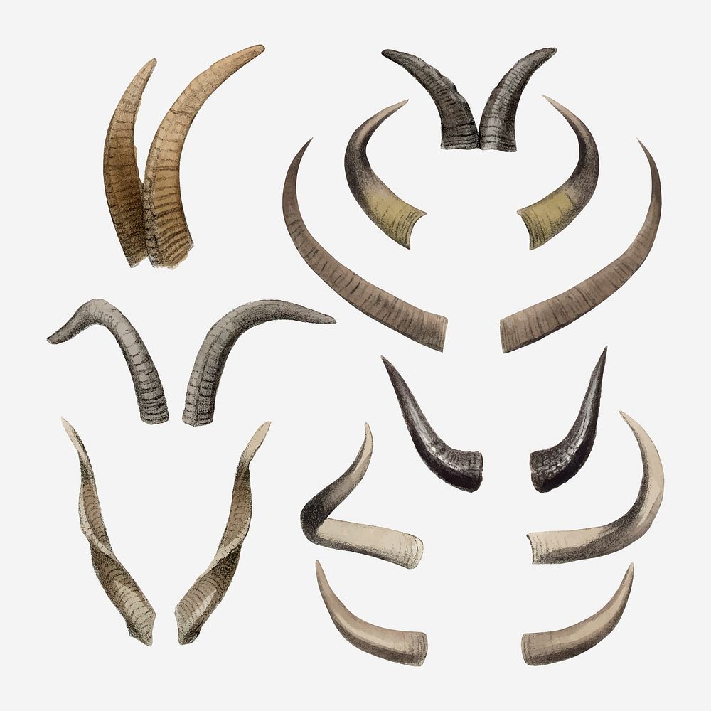 Animal horns drawing collage element, vintage illustration vector set  
