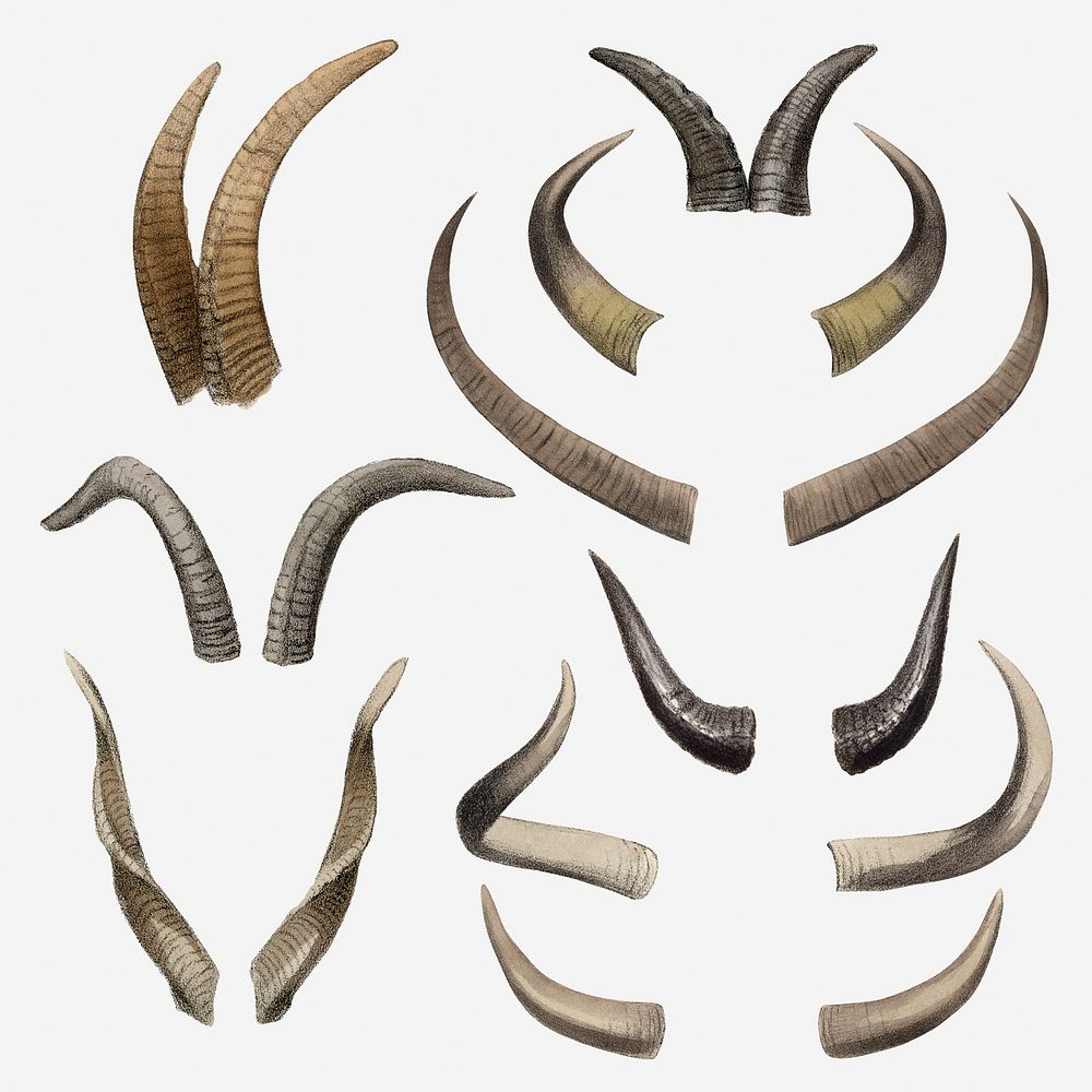 Animal horns collage element, vintage hand drawn illustration psd set  