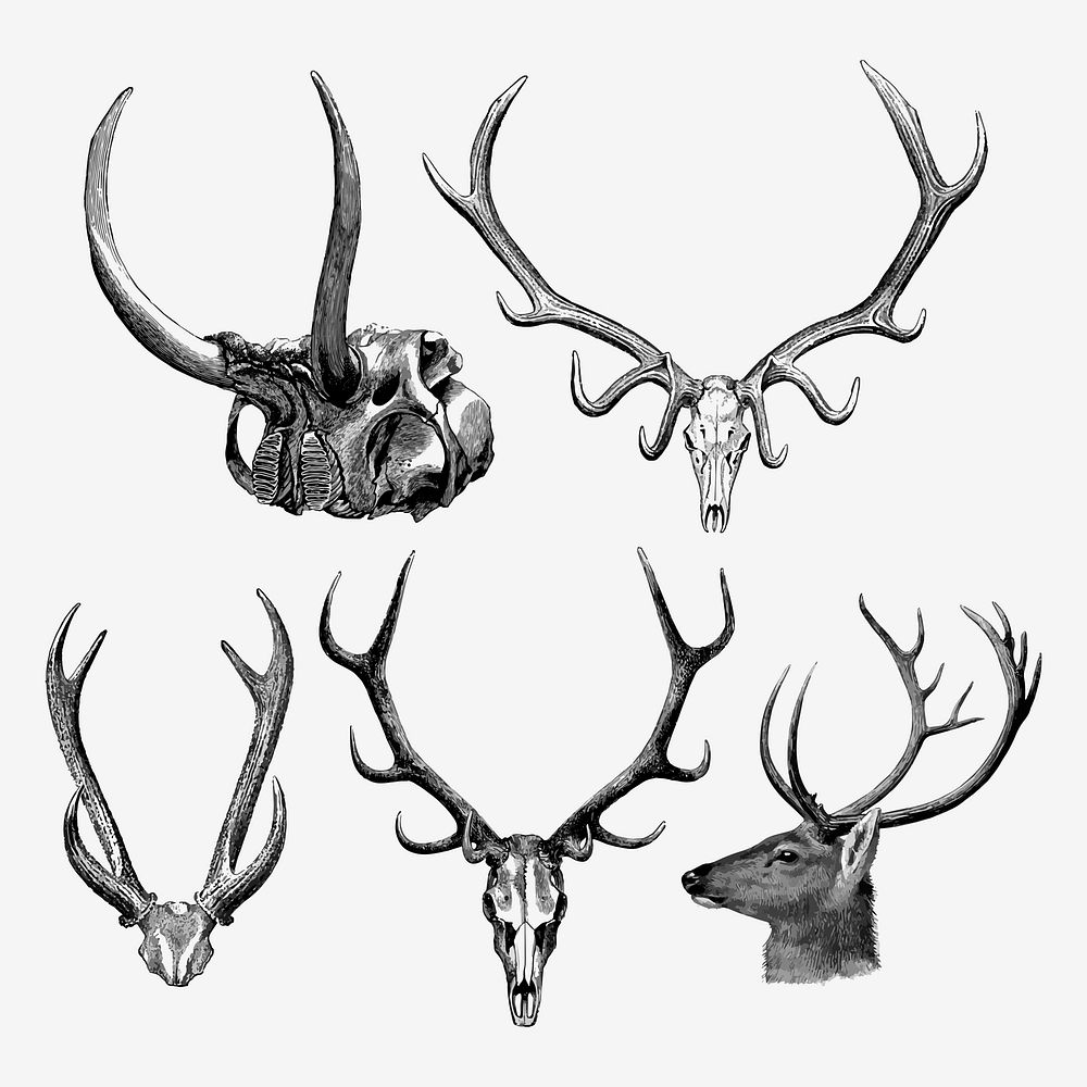 Animal skull drawing collage element, vintage illustration vector set  