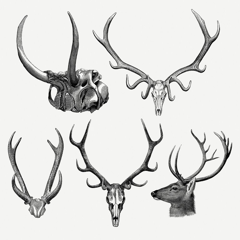 Animal skull collage element, vintage hand drawn illustration psd set  