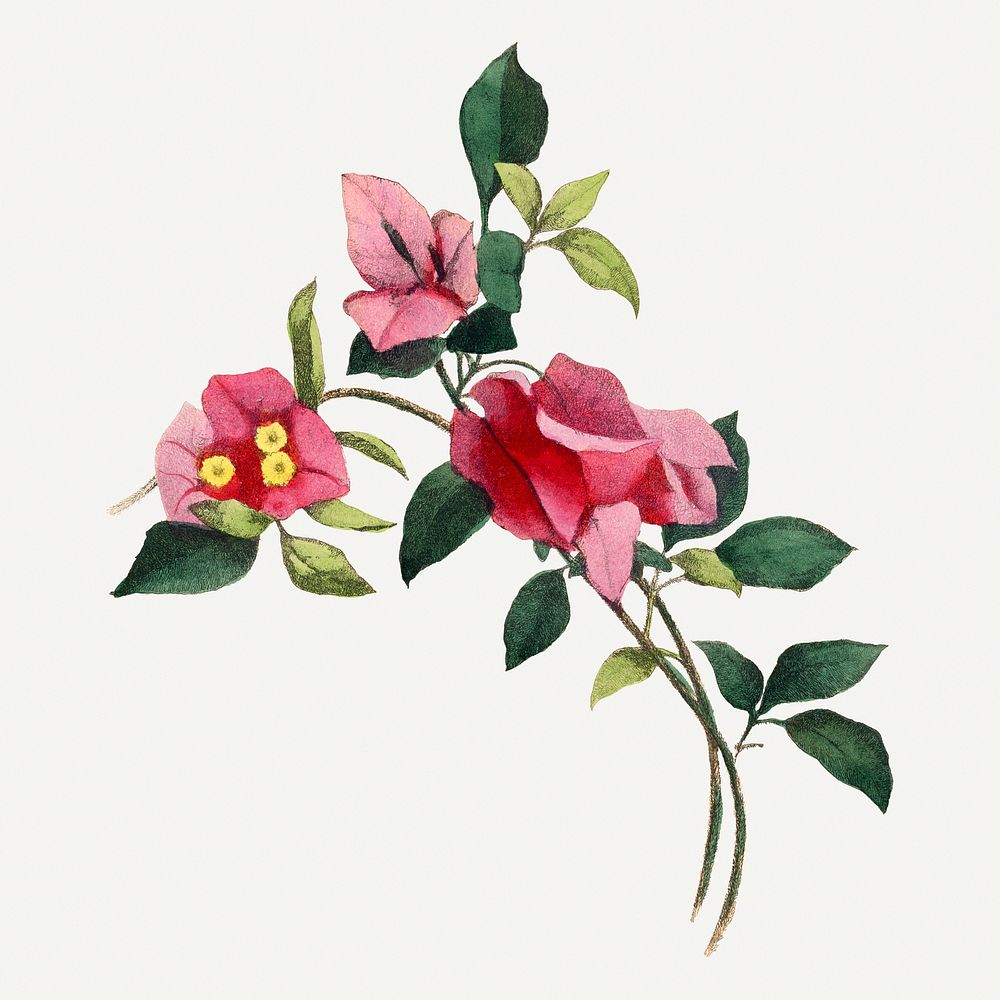 Bougainvillea flower illustration, aesthetic painting | Premium Photo ...