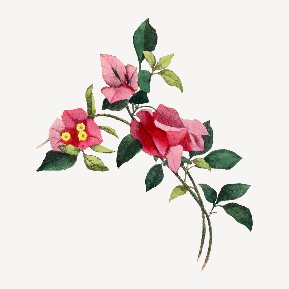 Bougainvillea flower collage element, aesthetic painting vector