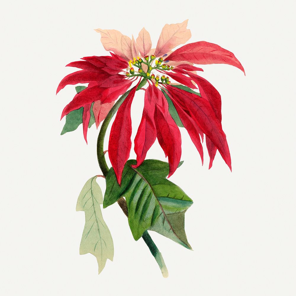Poinsettia flower illustration, aesthetic painting