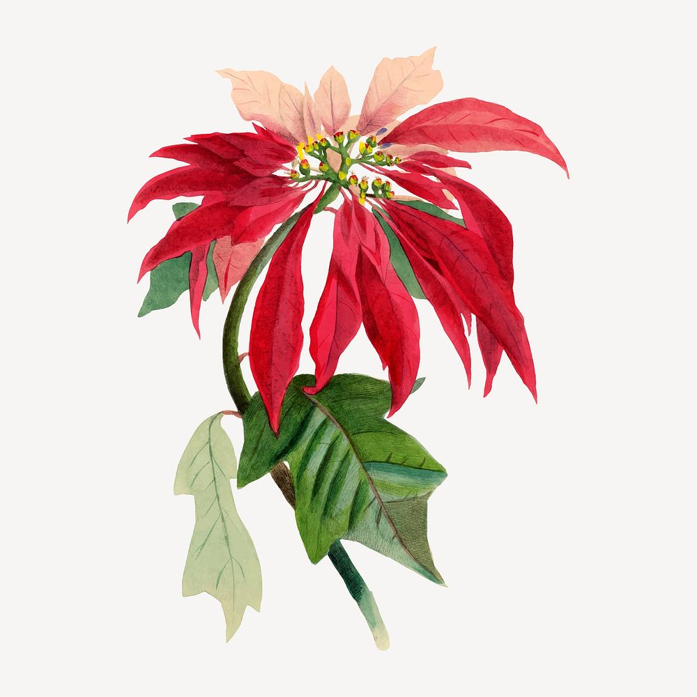 Poinsettia flower collage element, aesthetic painting vector