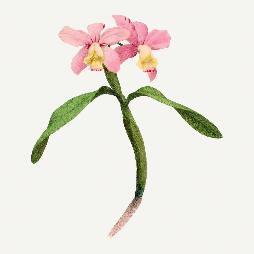 Cattleya orchids illustration, aesthetic painting