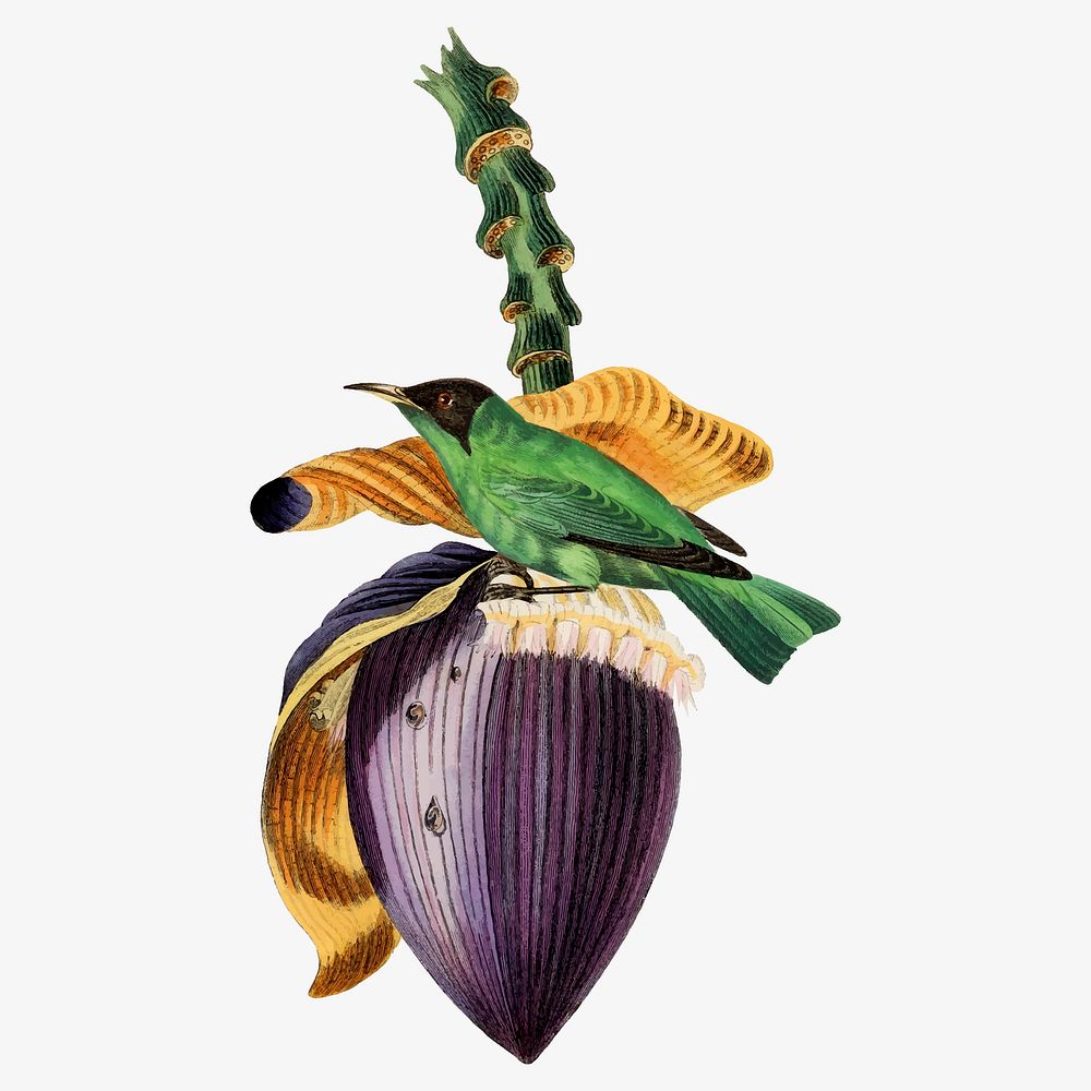 Banana flower collage element, tropical fruit painting vector